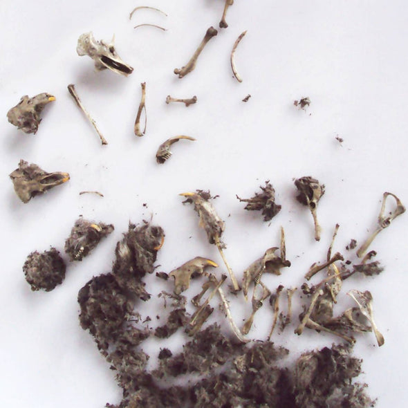 Owl Pellet Dissection Kit